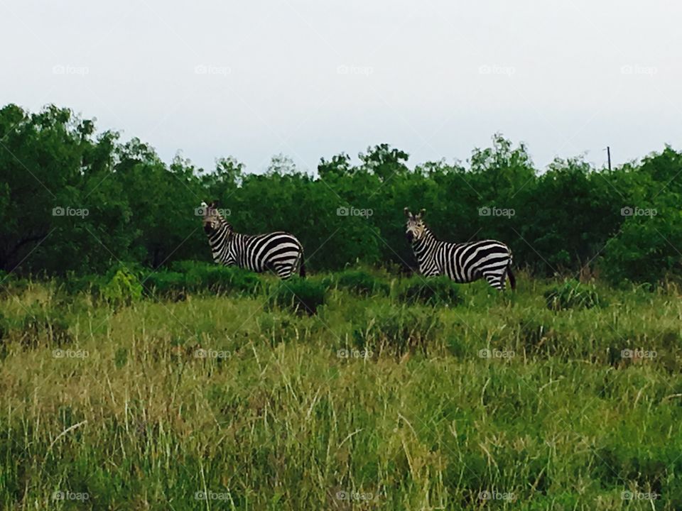 Zebra's in Texas