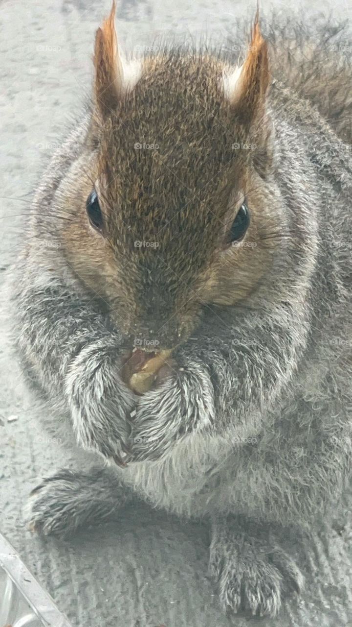 Squirrel Heaven