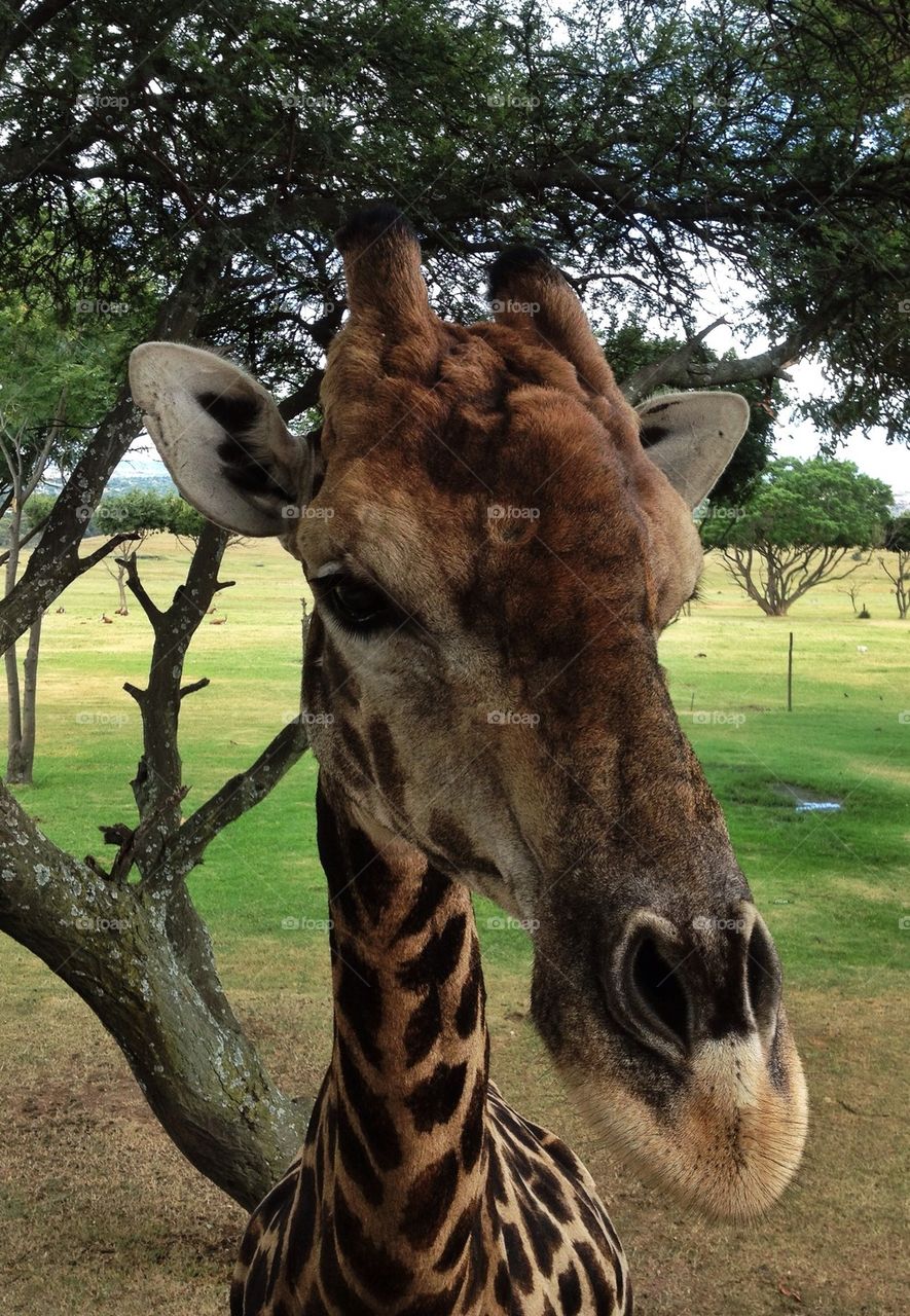 Giraffe close up