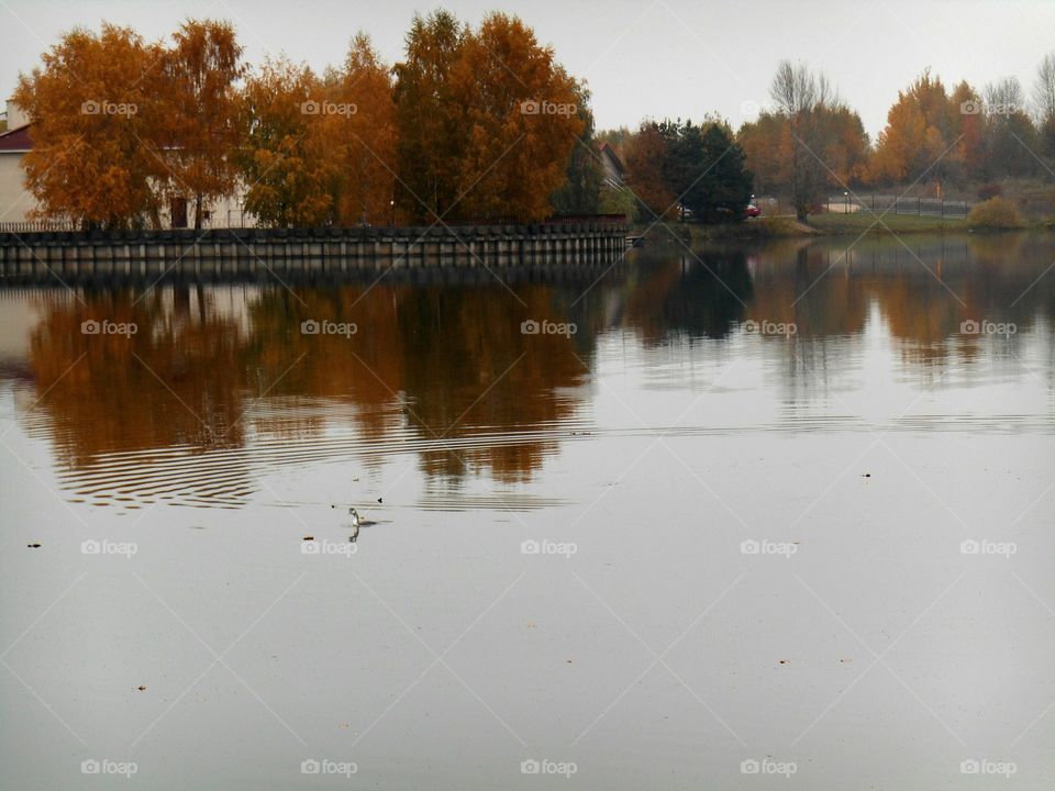 Reflection, Water, Lake, River, Tree