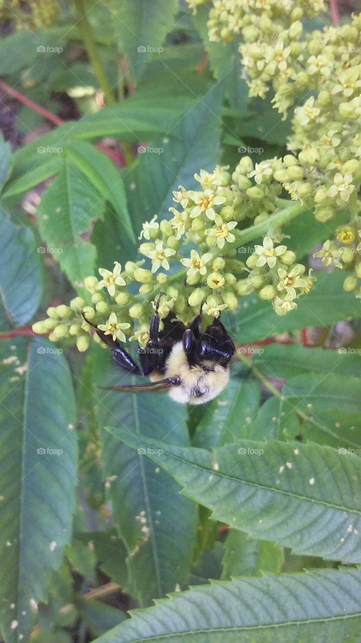 Bumblebee on a branch