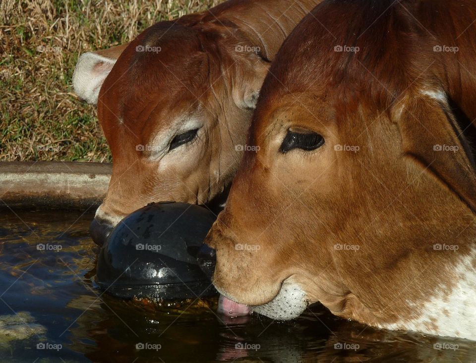 Calves drinking at trough