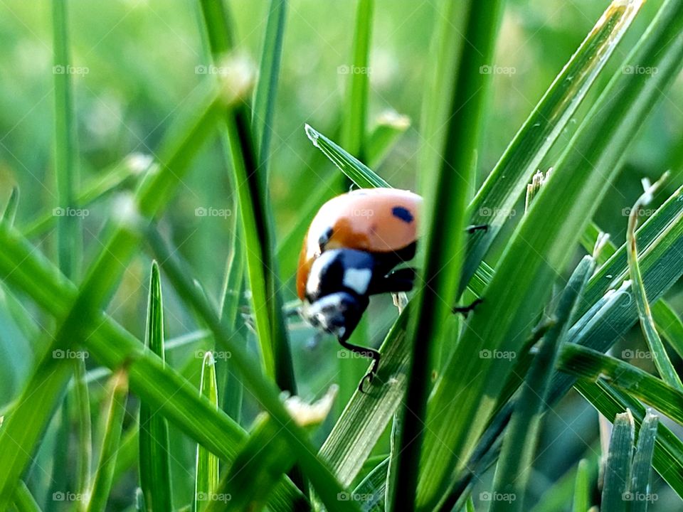 Ladybug