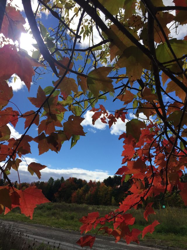 Autumn colours 