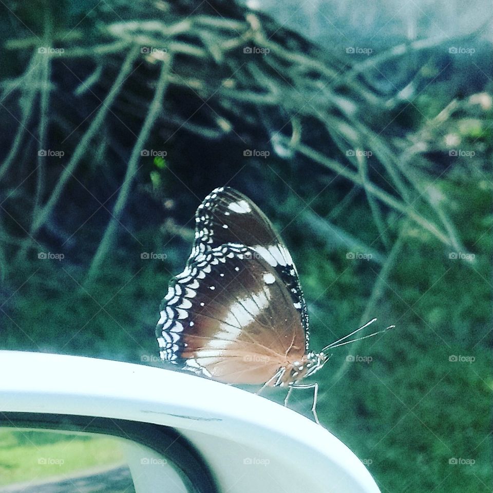 This butterfly follows me 😁