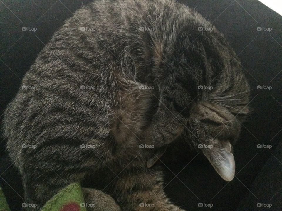 Grey tabby cat sleeping
