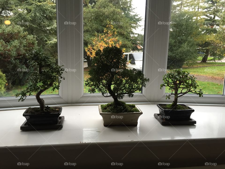 Potted trees 