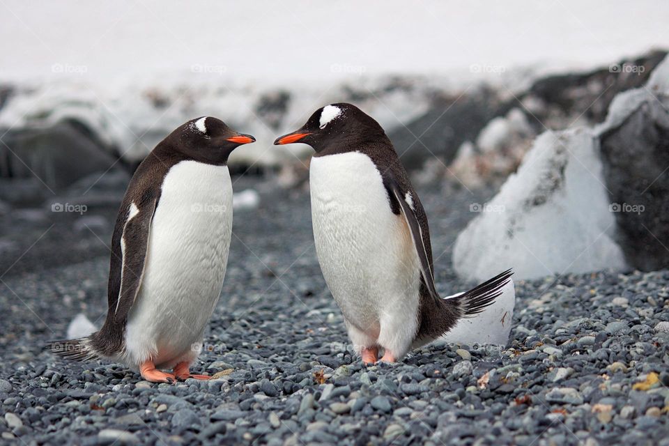 Great shot of two adorable penguins amongst the colony.  All proceeds go towards the conservation of endangered species.