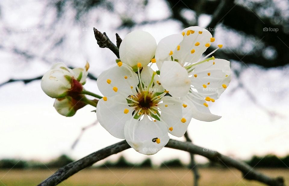 Mexican Plum Blossom