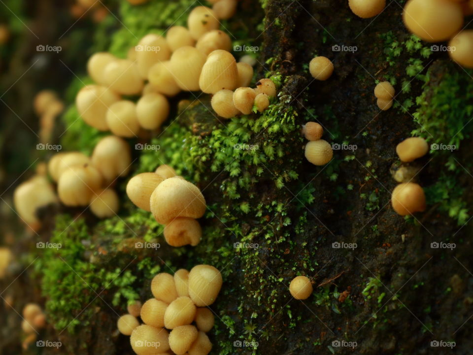 budding mushrooms