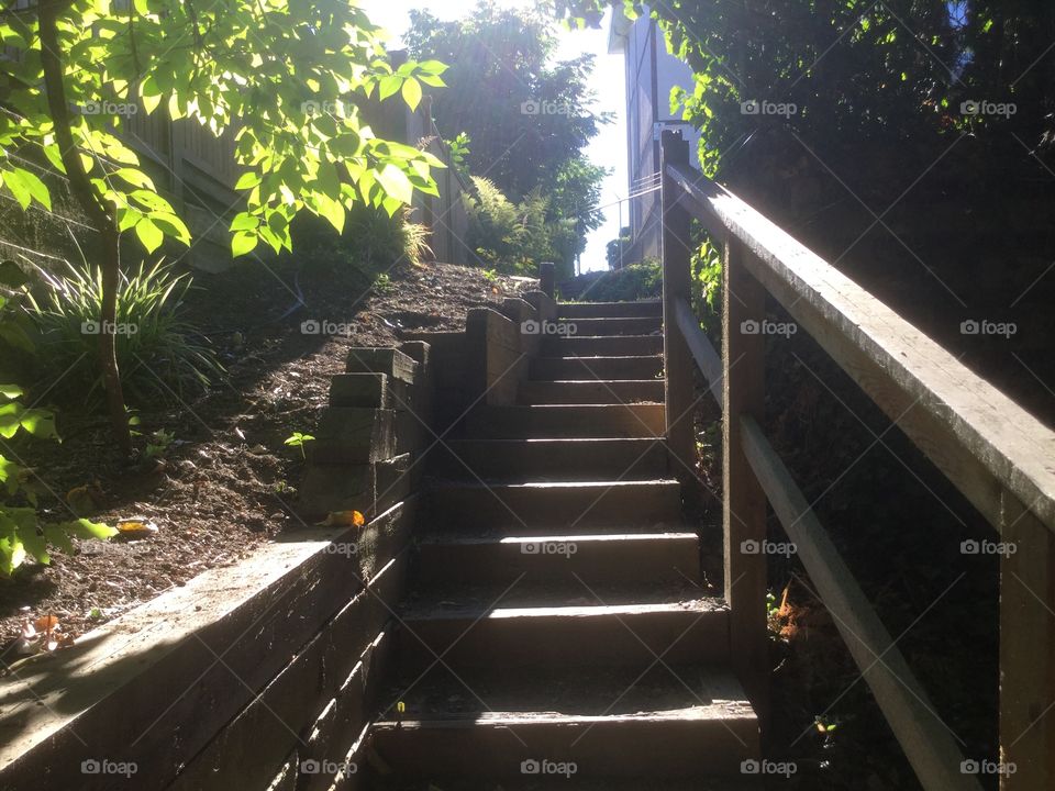 The Stairs in the Woods