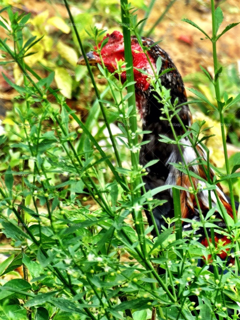 A rooster between the grass