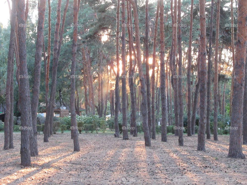 the sun's rays pass through trees in the park, Voronezh city, Russia