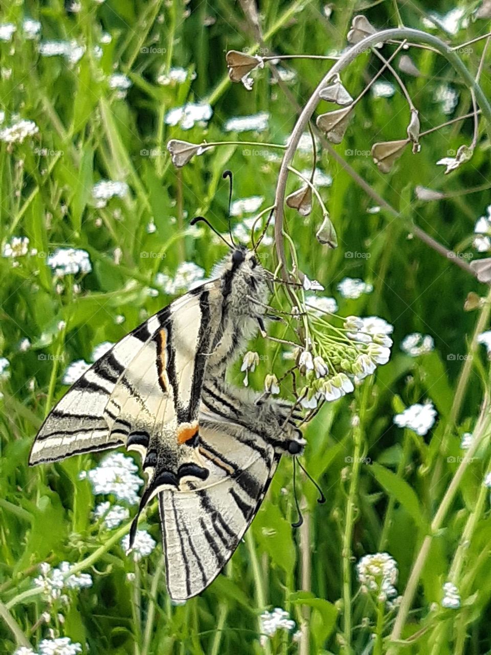 butterflies