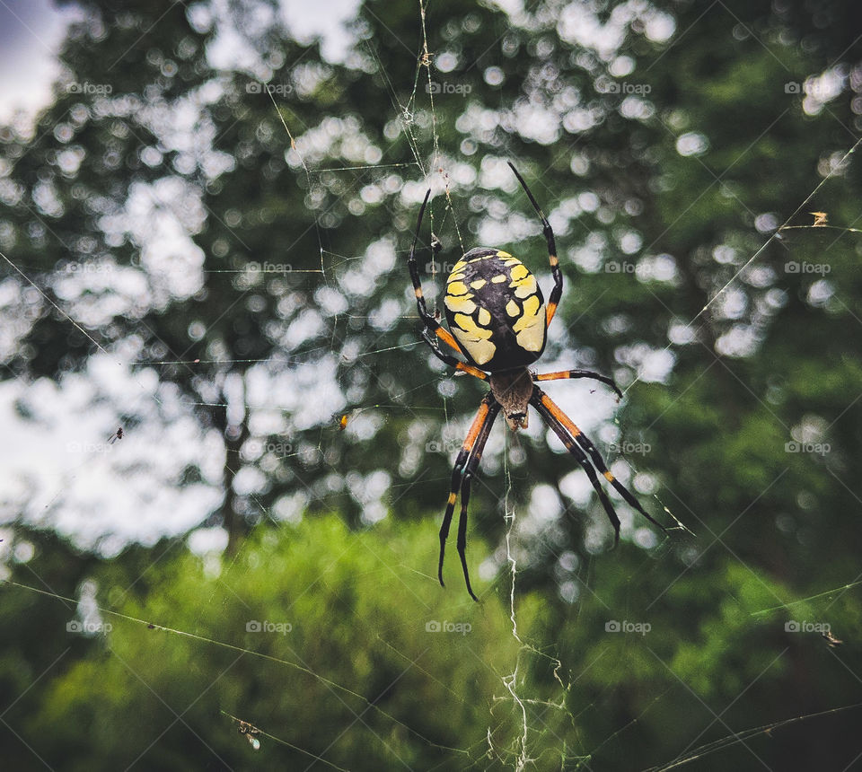garden spider at work
