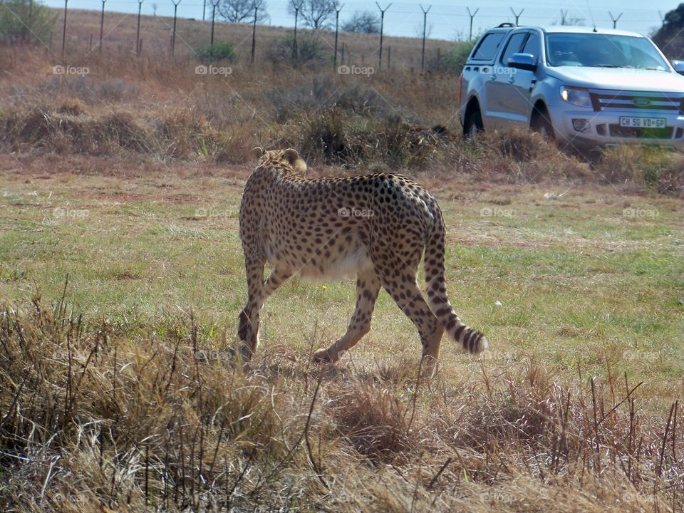 Cheetah looking back at mate