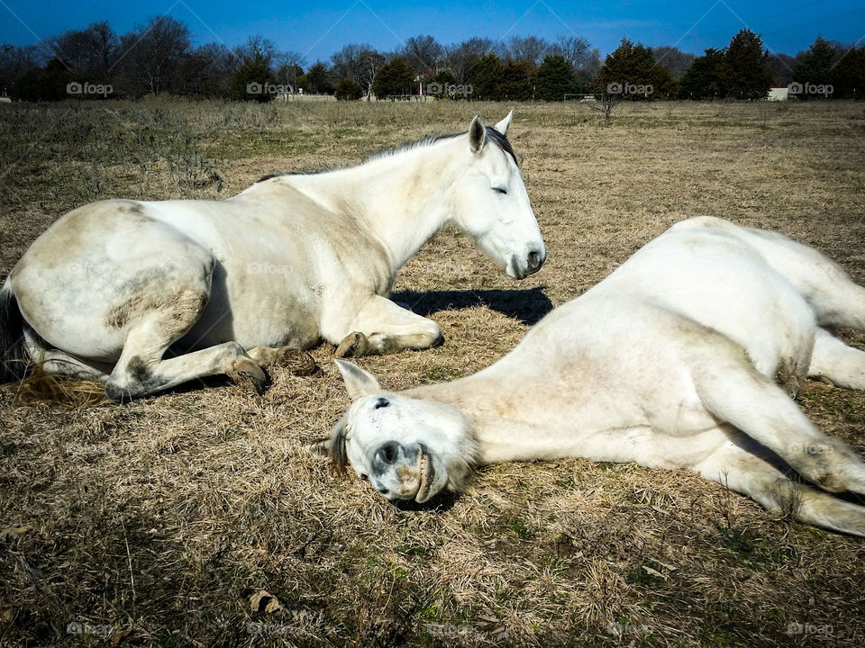 A Perfectly Lazy Day :)