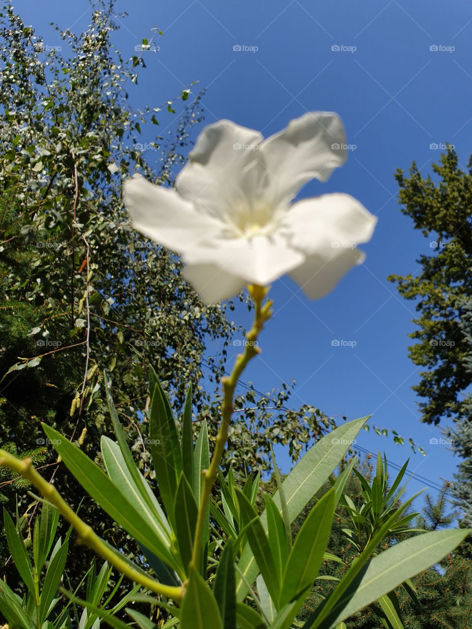 white flower against sky