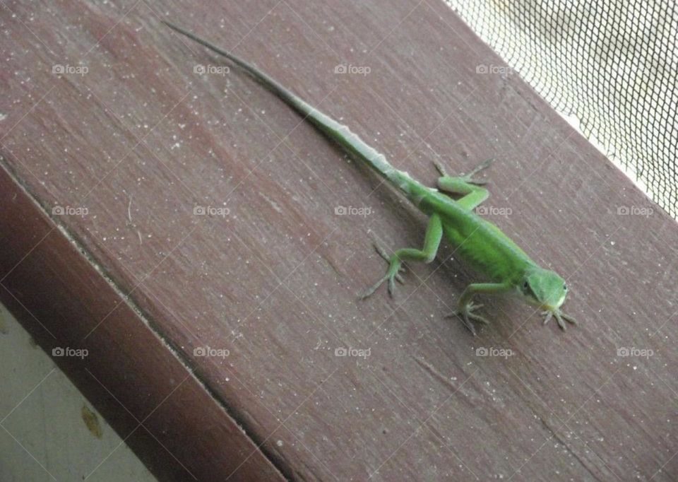A gecko on the porch rail