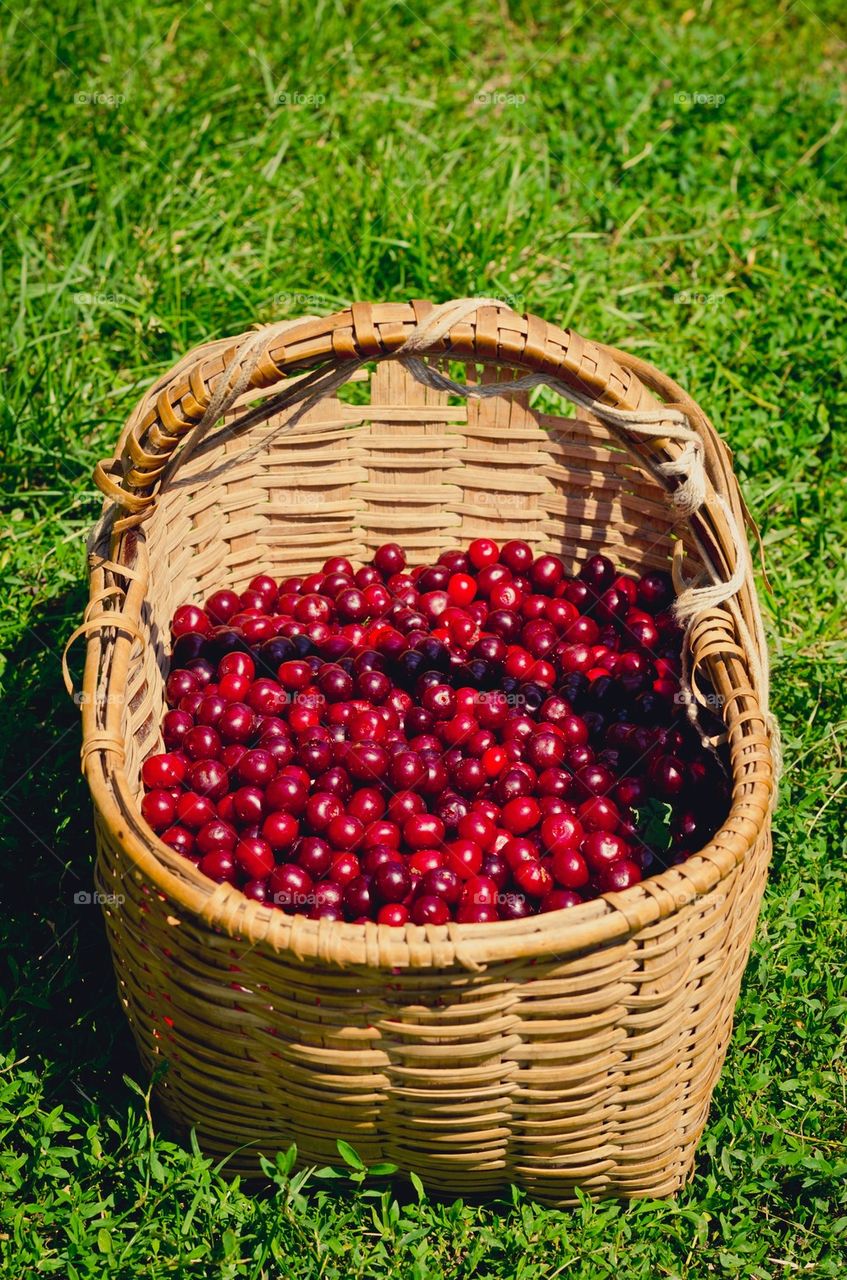 Sour cherries in a basket
