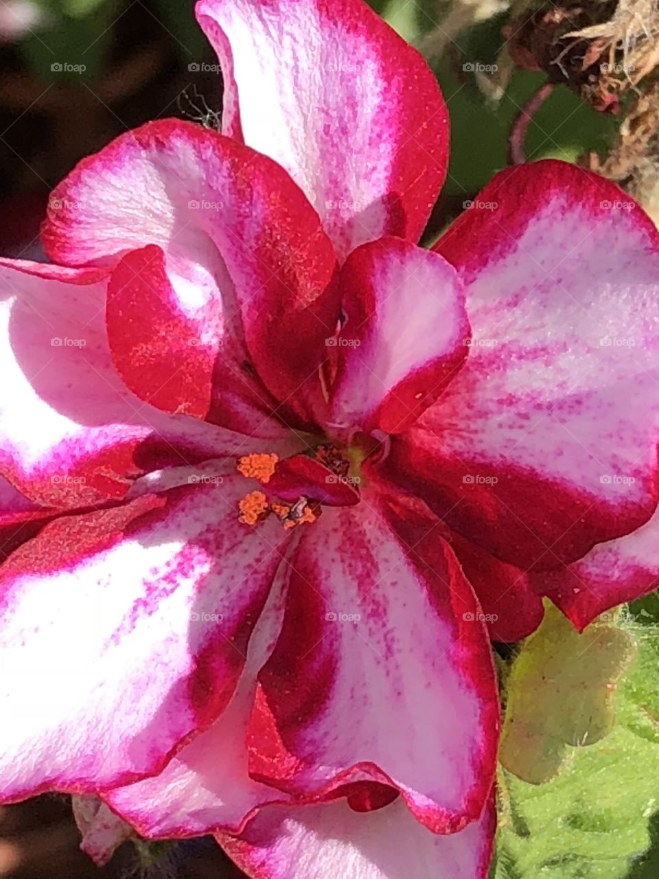Red & white geranium bloom 