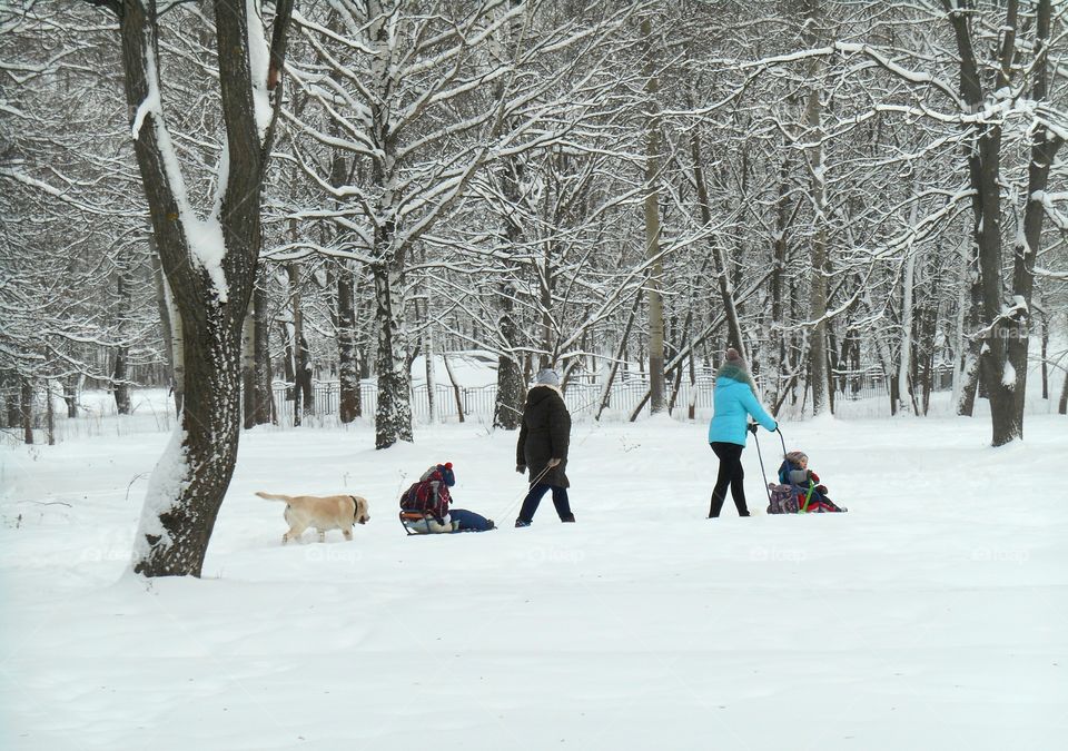 Snow, Winter, Cold, Ice, Sledge