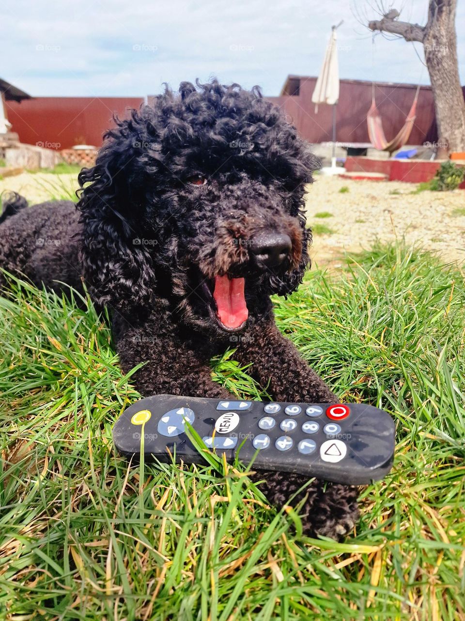 the dog with remote control