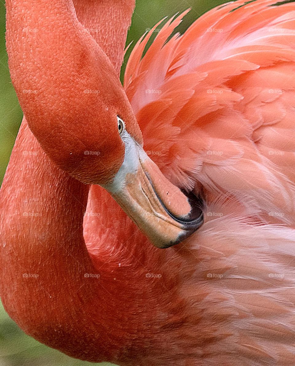 Flamingo preening it’s feathers