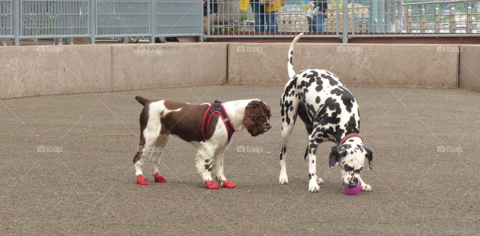 Dogs in dog park in Manhattan New York wearing red booties
