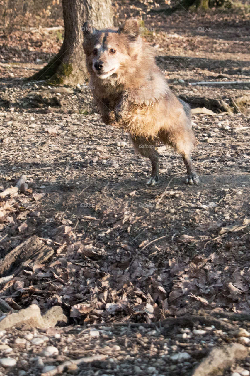 Leaping dog