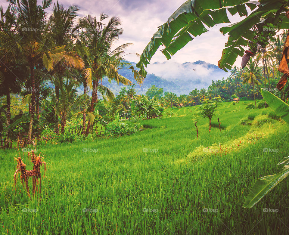 Bali Rice fields