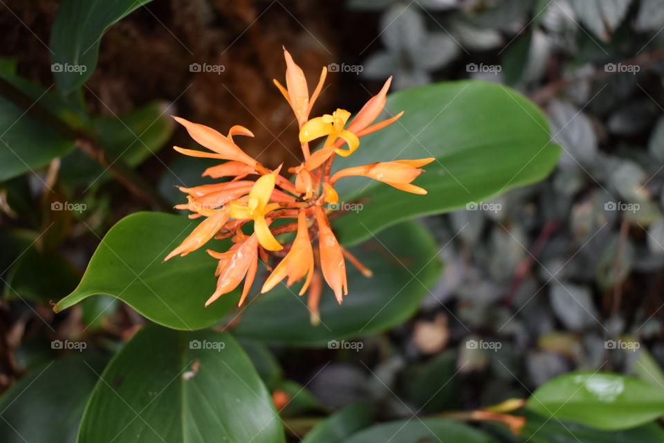 Beautiful blooms