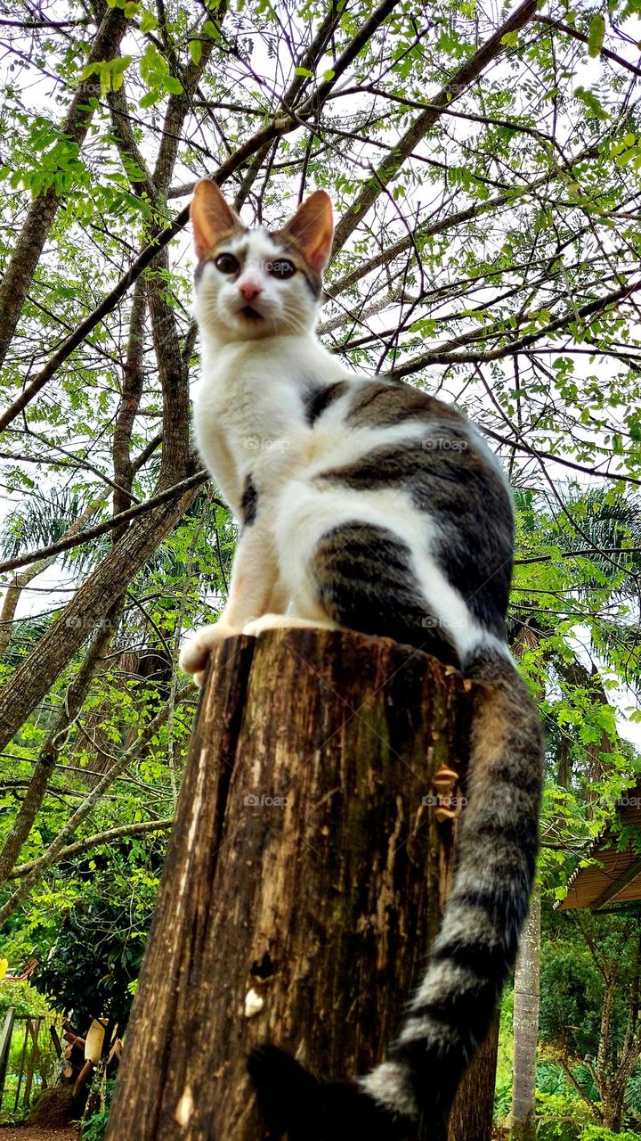 Um gato ativo, esperto, em cima de um poste, estrategicamente aguarda um passarinho desavisado que poderá pousar nos galhos da árvore próxima.
