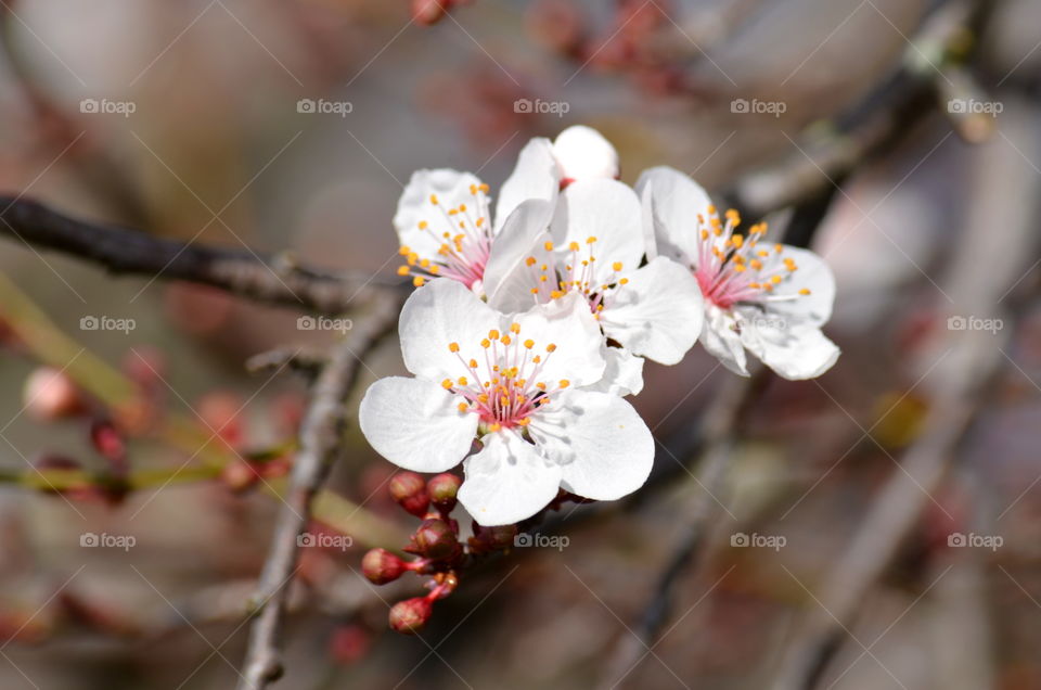 Cherry blossoms in full bloom