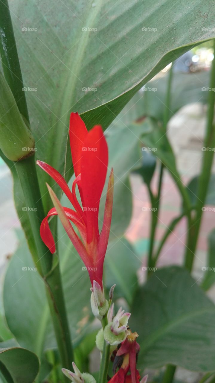 red flower India Puducherry