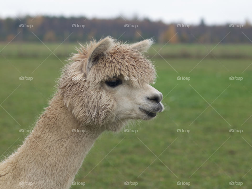 Alpaca
