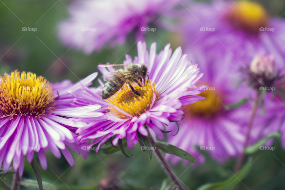 Close up bee sits on a beautiful purple flower and collects nectar
