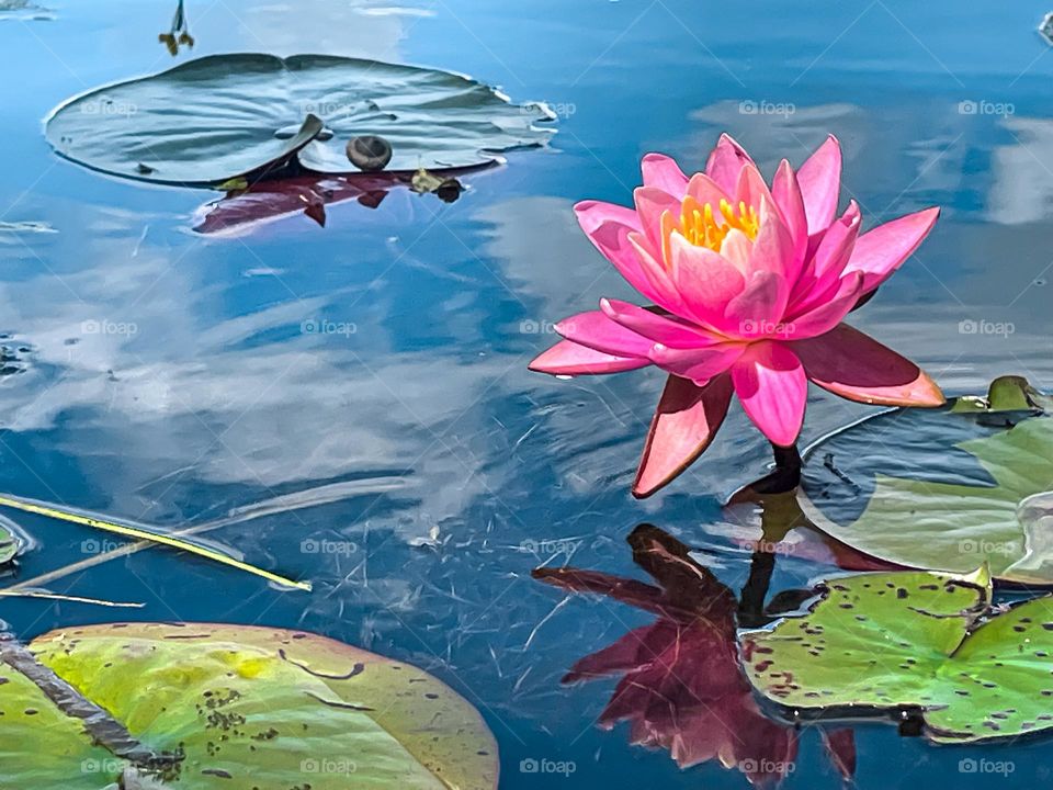 Reflections near and far.  A vibrantly colored water lily is reflected in the water among the clouds above.