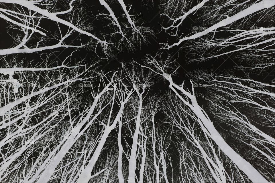 Tree canopy negative image