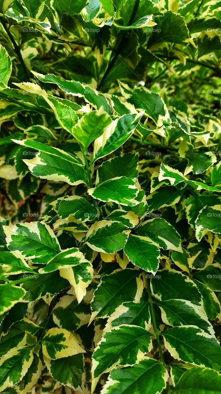 Green leaves,Green,leaves,nature,plant,blossom,blooming,gardening,garden,botany,landscape,nature,spring,summer,colorful