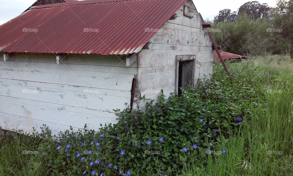 barn flowers . old abandoned barn with honeysuckle flowers