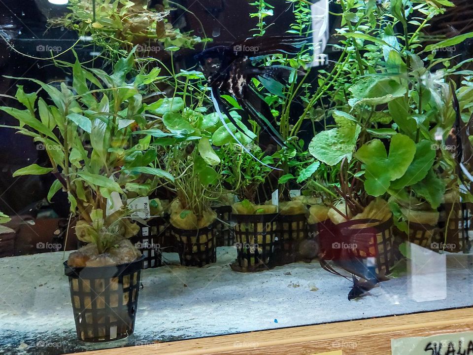 Aquatic plants for the aquarium