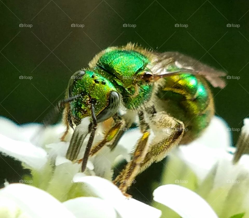 Insect, Wildlife, Nature, Animal, Fly