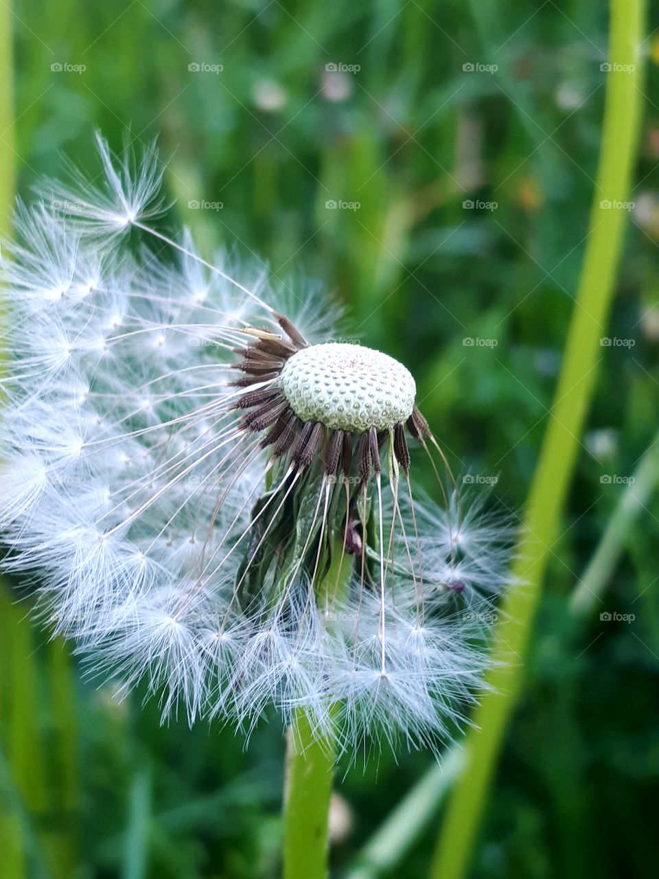 half dandelion after flower
