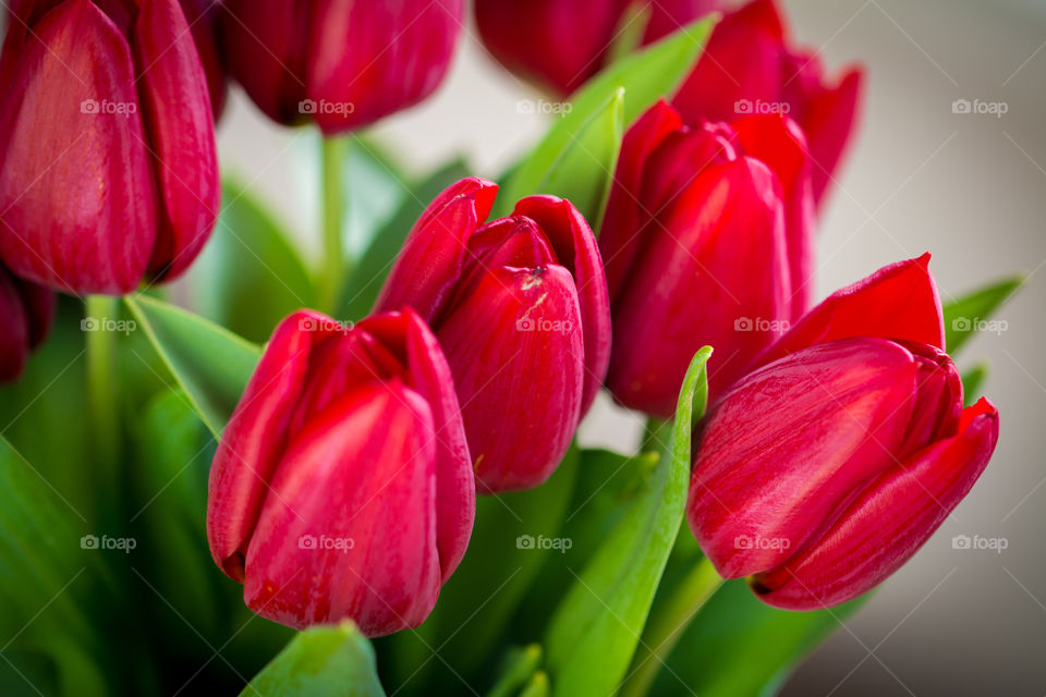 Red Tulips Up-Close