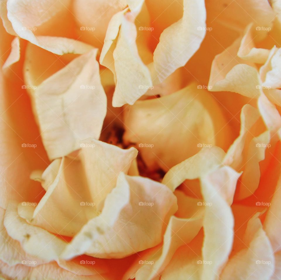 Rosey rose