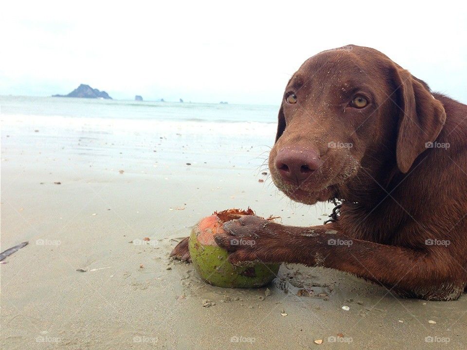 I love coconuts!