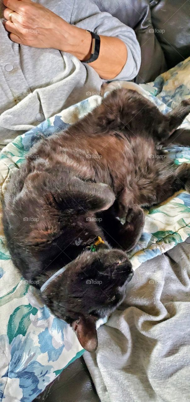 Sleeping cat on it's back, very comfortable & trusting. Black cat laying on blanket sleeping🐾