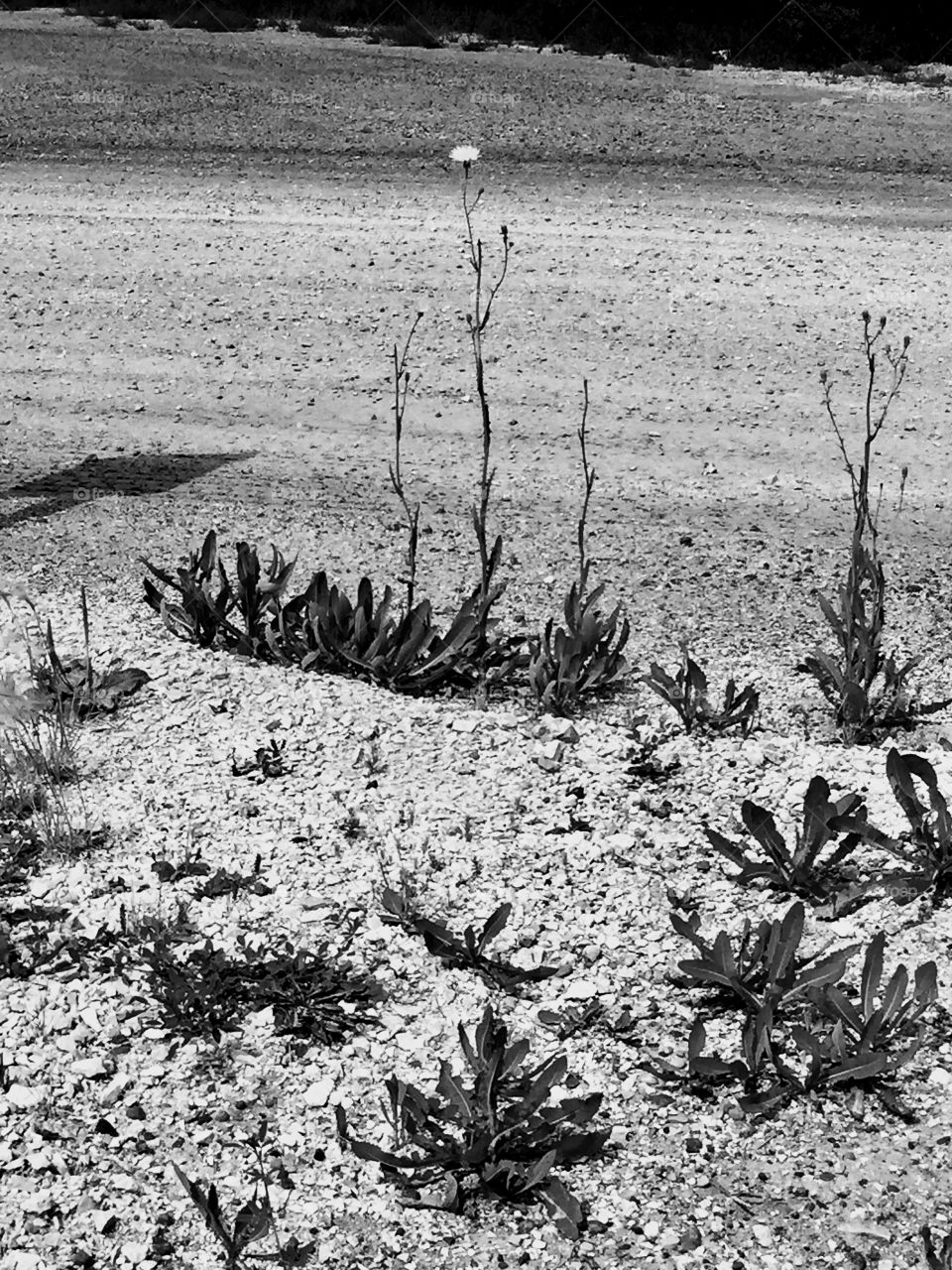 Survival of the fittest 