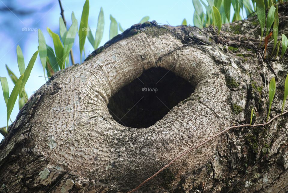 A hole on a tree